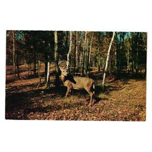 Vintage Postcard Buck Wildlife Vacationland Scene 1953 Deer Hunter Woods